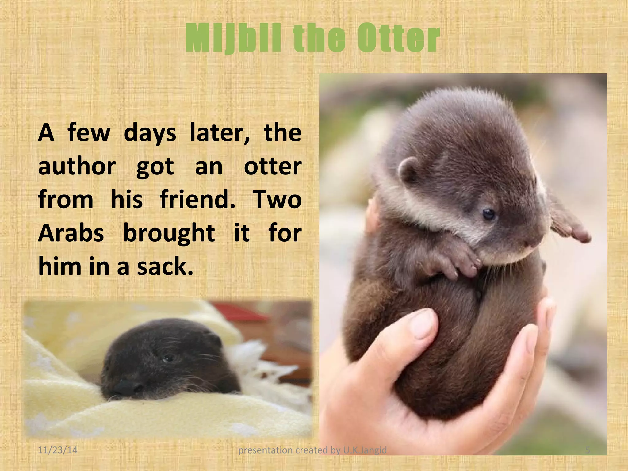 Mijbil the otter | PPT