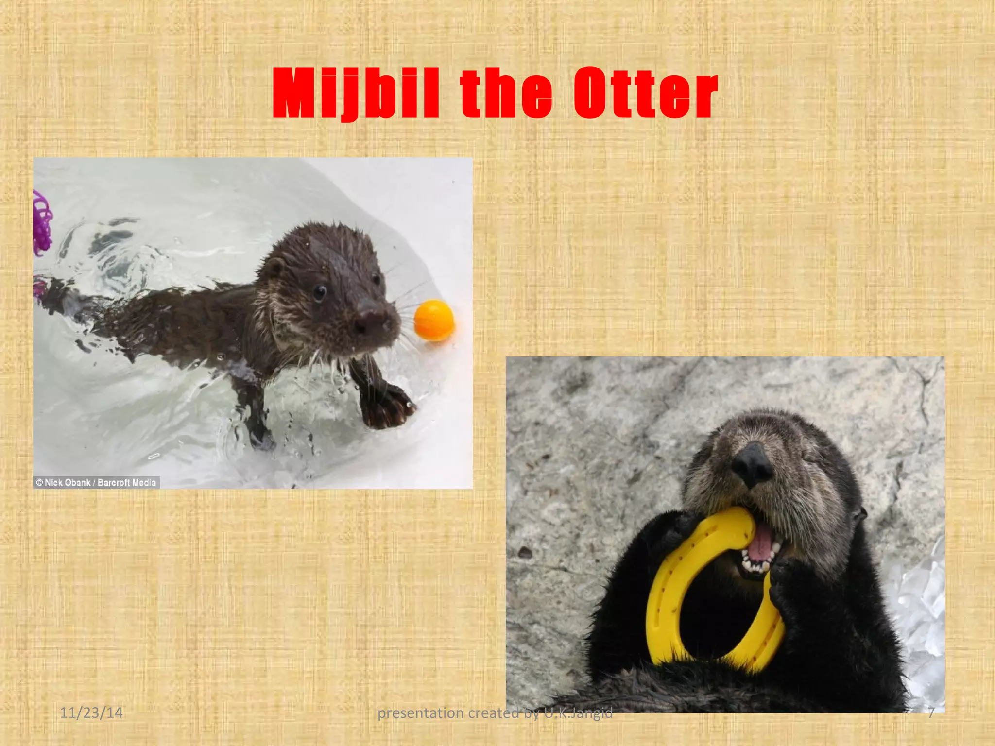 Mijbil the otter | PPT