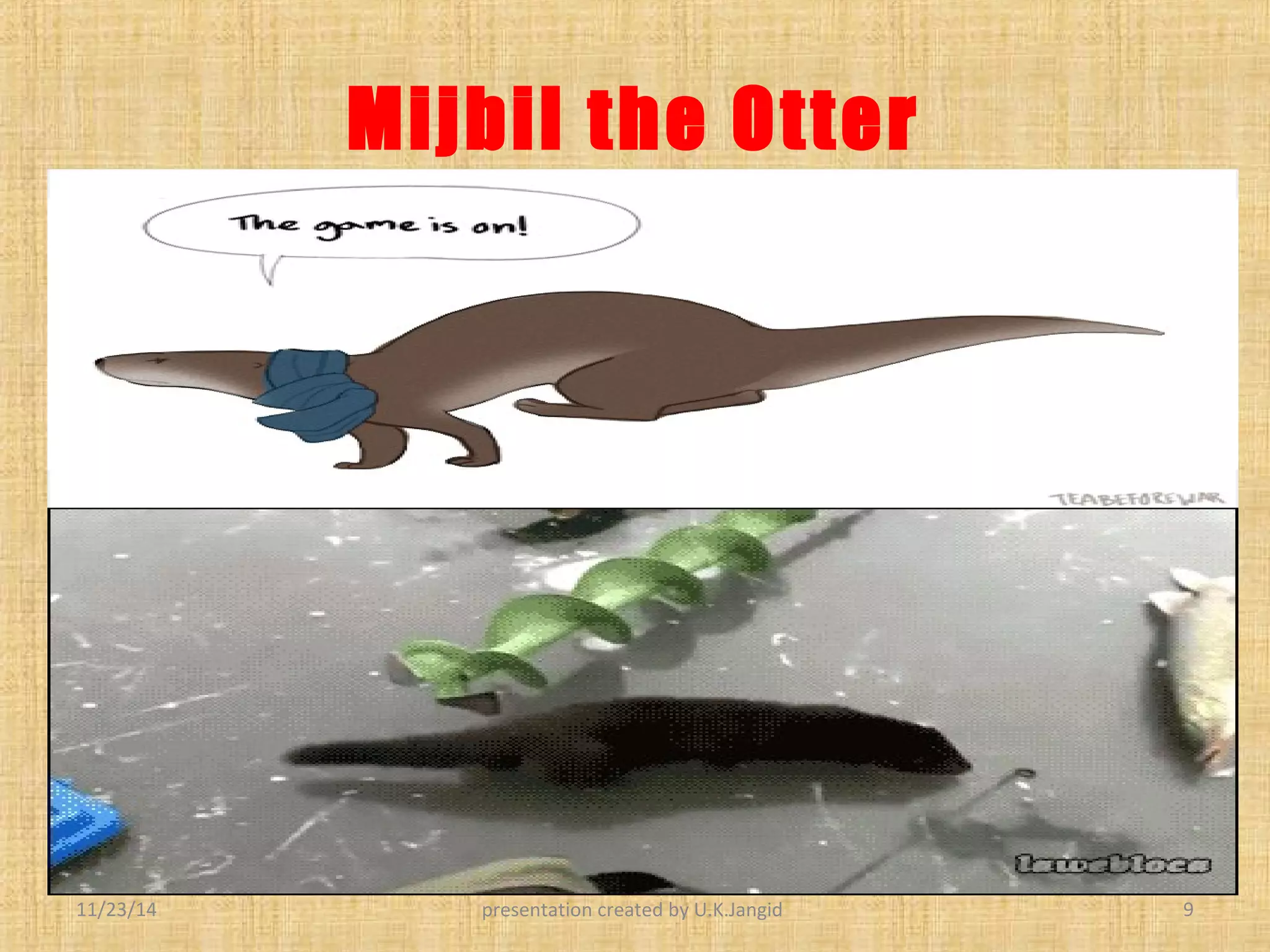 Mijbil the otter | PPT