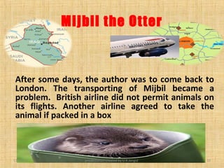 Mijbil the otter | PPT