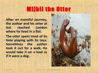 Mijbil the otter | PPT