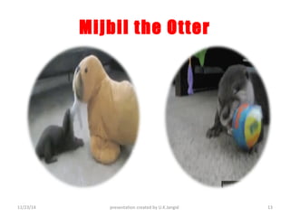 Mijbil the Otter 
11/23/14 presentation created by U.K.Jangid 13 
 