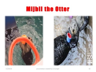 Mijbil the Otter 
11/23/14 presentation created by U.K.Jangid 14 
 