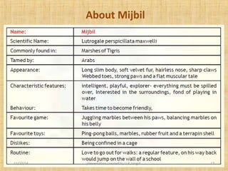 About Mijbil 
11/23/14 presentation created by U.K.Jangid 17 
 
