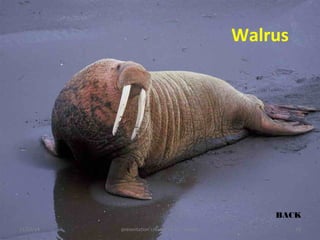 Walrus 
BACK 
11/23/14 presentation created by U.K.Jangid 20 
 