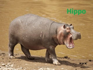 Hippo 
BACK 
11/23/14 presentation created by U.K.Jangid 21 
 