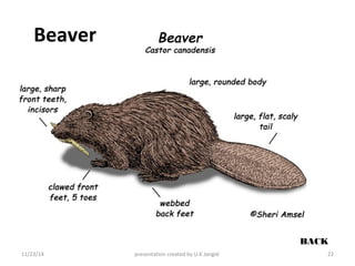 Beaver 
BACK 
11/23/14 presentation created by U.K.Jangid 22 
 