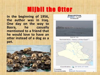Mijbil the otter | PPT