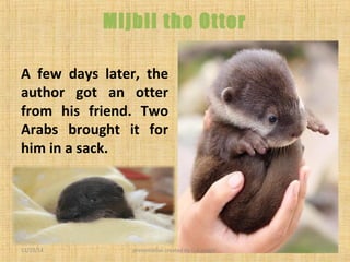 Mijbil the otter | PPT