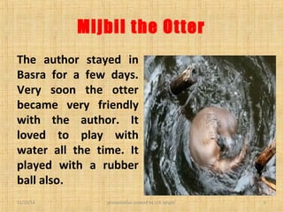 Mijbil the otter | PPT
