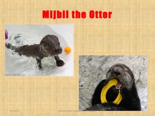 Mijbil the Otter 
11/23/14 presentation created by U.K.Jangid 7 
 