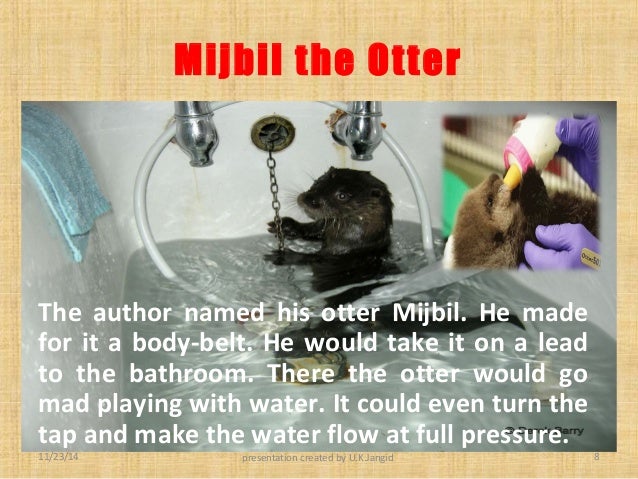 Mijbil the otter