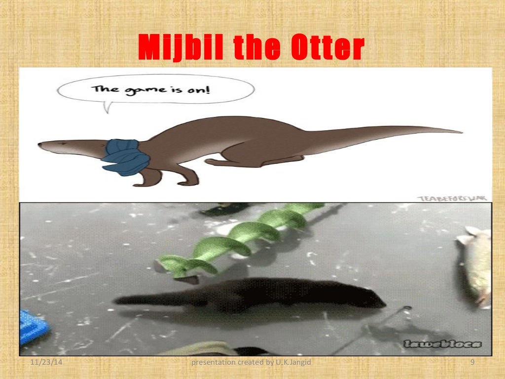 Mijbil the otter