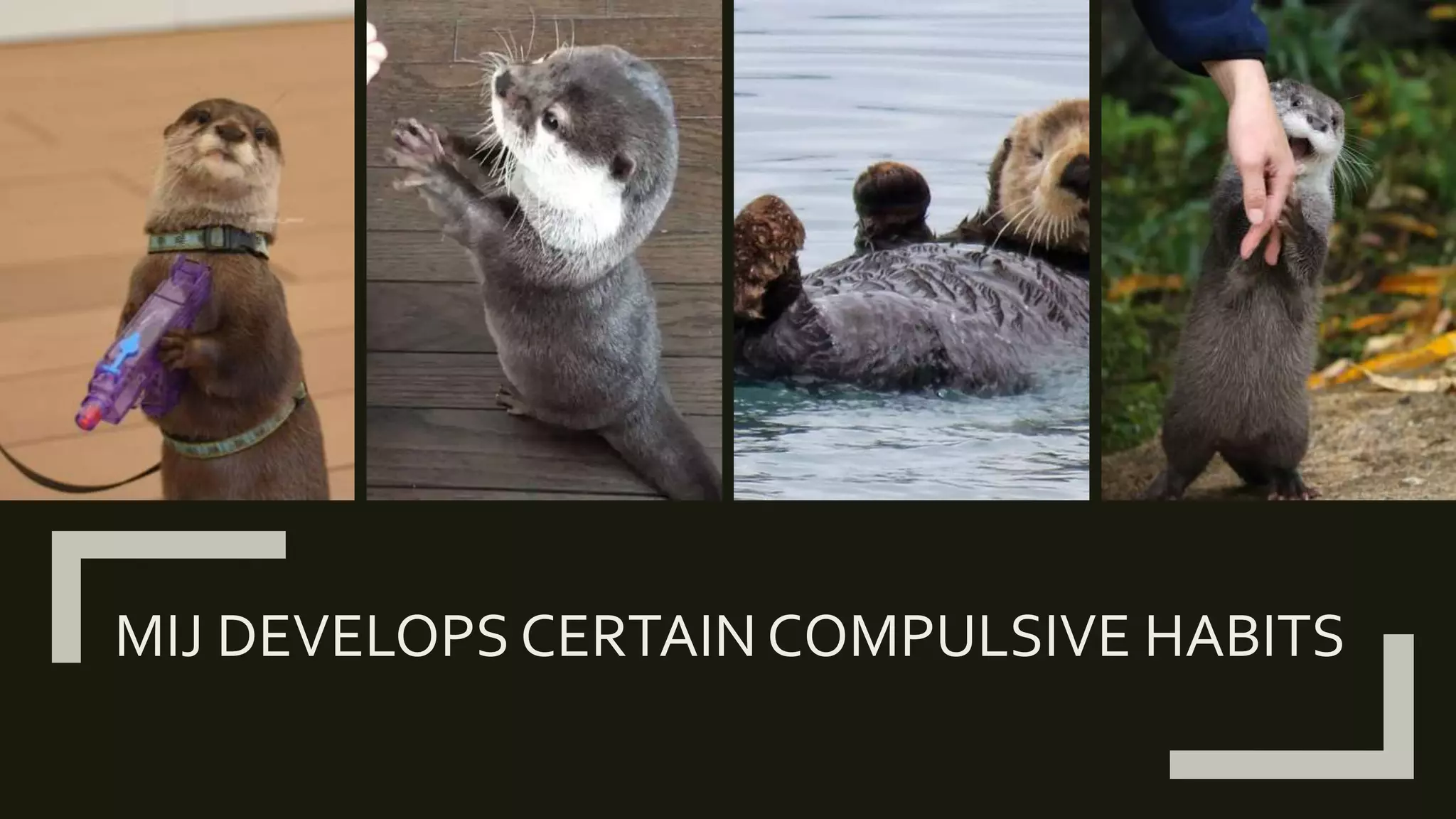 Mijbil The Otter PPTX mijbil-the-otter-pptx