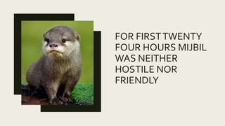 Mijbil the otter | PPT