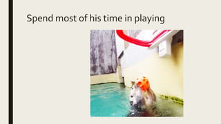 Mijbil the otter | PPT