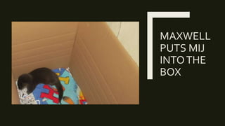 Mijbil the otter | PPT