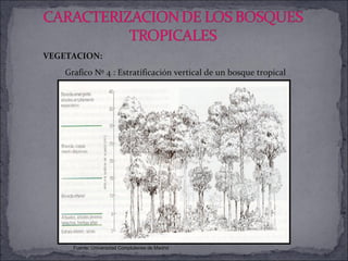 Grafico Nº 4 : Estratificación vertical de un bosque tropical Fuente: Universidad Complutense de Madrid  VEGETACION: 