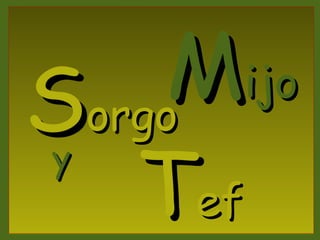 Mijo
Sorgo
   Tef
y
 
