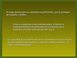 El sorgo destaca por su contenido en polifenoles, que le protegen
de insectos y mohos.



      Estos se comportan como antinutrientes, al limitar la
      biodisponibilidad de minerales en el alimento, pero
      aumentan el poder antioxidante del cereal.



 La capacidad de los polifenoles de los alimentos en la prevención
 de enfermedades degenerativas, como las cardiovasculares y el
 cáncer, está demostrada.
 