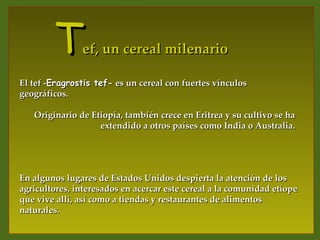 T      ef, un cereal milenario

El tef -Eragrostis tef- es un cereal con fuertes vínculos
geográficos.

   Originario de Etiopía, también crece en Eritrea y su cultivo se ha
                   extendido a otros países como India o Australia.




En algunos lugares de Estados Unidos despierta la atención de los
agricultores, interesados en acercar este cereal a la comunidad etíope
que vive allí, así como a tiendas y restaurantes de alimentos
naturales.
 