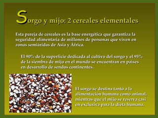 S     orgo y mijo: 2 cereales elementales
Esta pareja de cereales es la base energética que garantiza la
seguridad alimentaria de millones de personas que viven en
zonas semiáridas de Asia y África.

  El 90% de la superficie dedicada al cultivo del sorgo y el 95%
  de la siembra de mijo en el mundo se encuentran en países
  en desarrollo de sendos continentes.



                              El sorgo se destina tanto a la
                              alimentación humana como animal,
                              mientras que el mijo se reserva casi
                              en exclusiva para la dieta humana.
 
