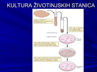 KULTURA ŽIVOTINJSKIH STANICA 