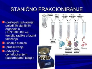   մČ FRAKCIONIRANJE -postupak izdvajanja pojedinih staničnih organela u CENTRIFUGI na temelju razlike u brzini taloženja -kidanje stanica -protiskivanje -odvajane centrifugiranjem (supernatant i talog ) 