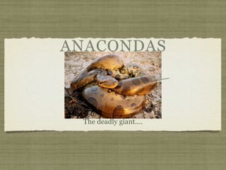 ANACONDAS



 The deadly giant....
 