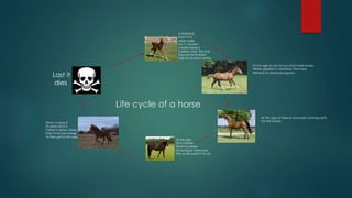 Life cycle of a horse
A foal[fool]
Stays in its
Moms belly
For 11 months.
A baby horse is
Called a foal. The foal
Stays by its mothers
Side for several months.
At the age of one to two most male horses
Will be gelded or castrated. The horse
Will learn to stand and groom.
At the age of three to four basic training starts
For the horses.
Last it
dies
At the age
Of 5 a horse
Starts its career
Of racing or what ever
The owner wants it to do.
When a horse is
20 years old it is
Called a senior citizen.
They have less energy
As they get to this age.
 