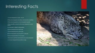 Interesting Facts
1.A snow leopard is a type of cat.
2.The snow leopard only likes cold and dry weather.
3.The snow leopard is an endangered specie.
4.The scientific name for the snow leopard is unica
unica.
5.A female is called a leopardess
6.Snow leopards are mammals
7.Snow leopards are carnivores
8.Snow leopards can jump 50 ft. in the air
9.Snow leopards like to live alone
10.Humans are the worst enemy to a snow leopard
11.A snow leopard has sensitive lungs
 