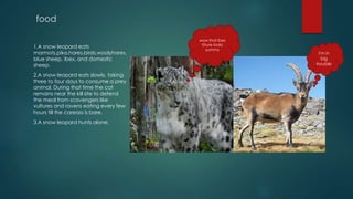 food
1.A snow leopard eats
marmots,pika,hares,birds,woolyhares,
blue sheep, ibex, and domestic
sheep.
2.A snow leopard eats slowly, taking
three to four days to consume a prey
animal. During that time the cat
remains near the kill site to defend
the meal from scavengers like
vultures and ravens eating every few
hours till the careass is bare.
3.A snow leopard hunts alone.
wow that ibex
Shure looks
yummy
I'm in
big
trouble
 