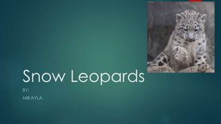 Snow Leopards
BY:
MIKAYLA
 