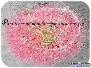 Para tener un mundo mejor, luchemos por el   .
 