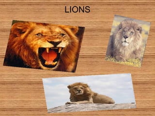 LIONS 