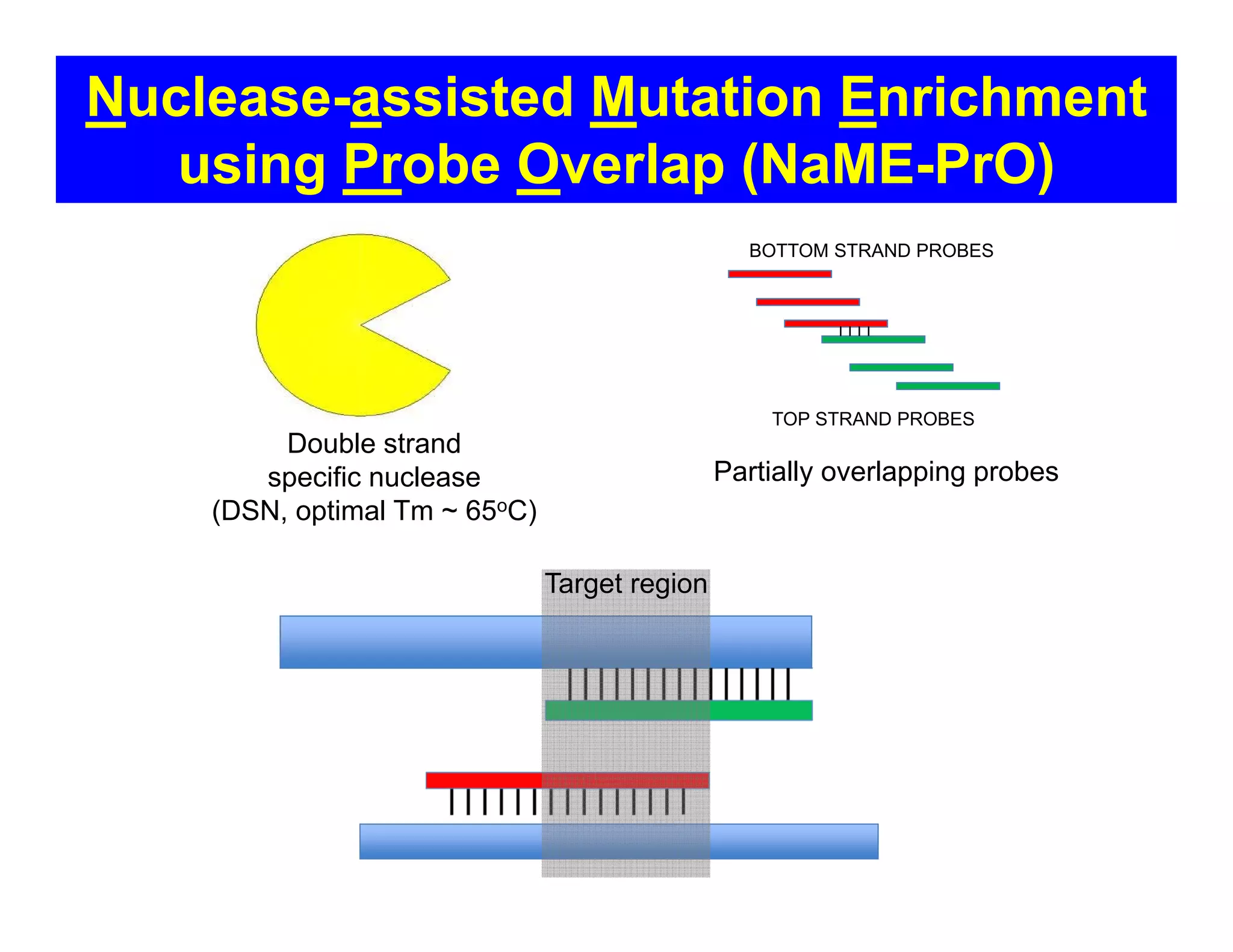 Double strand
specific nuclease
(DSN, optimal Tm ~ 65oC)
TOP STRAND PROBES
BOTTOM STRAND PROBES
Partially overlapping probes
Target region
Nuclease-assisted Mutation Enrichment
using Probe Overlap (NaME-PrO)
 