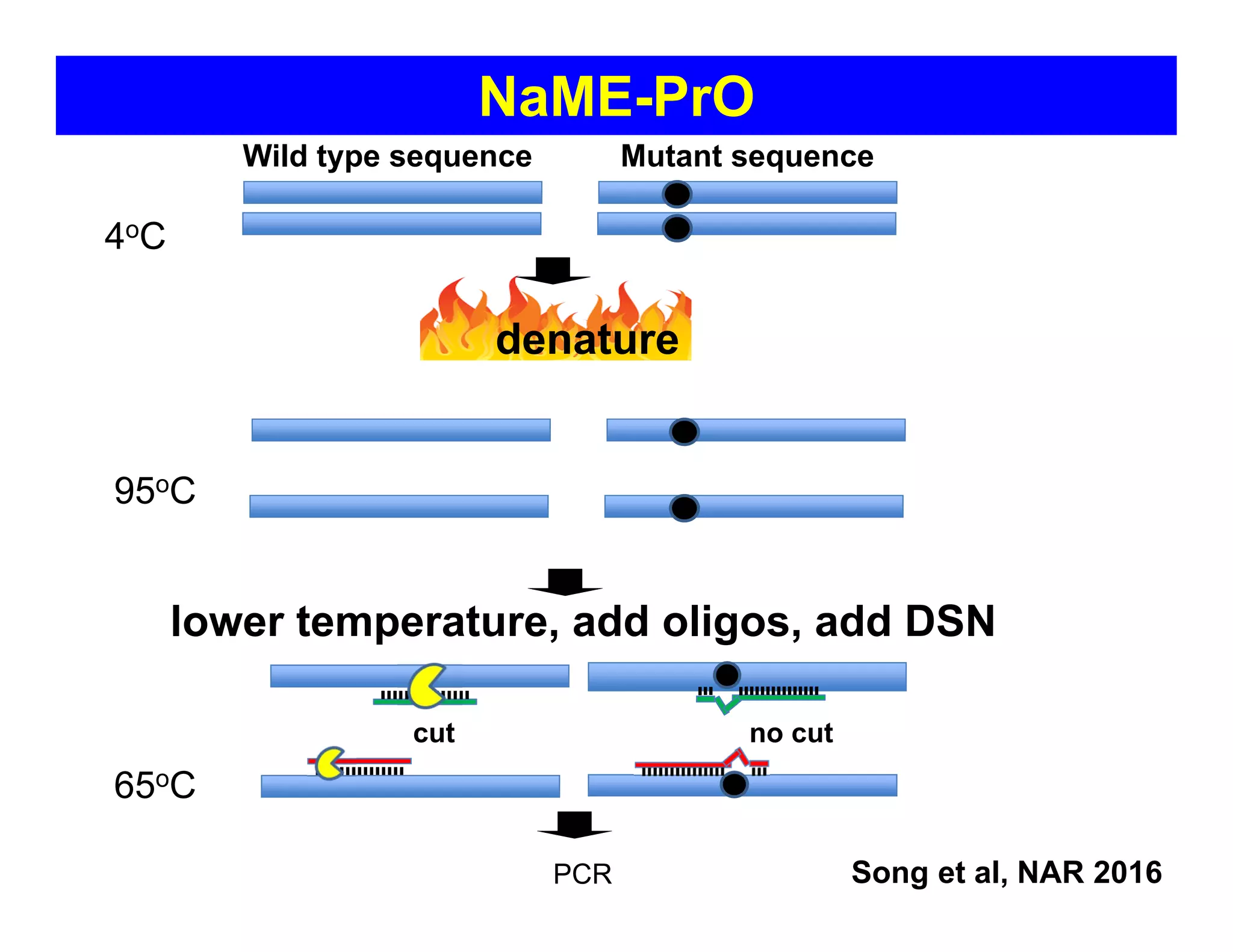 Mutant sequenceWild type sequence
4oC
denature
95oC
PCR
NaME-PrO
65oC
lower temperature, add oligos, add DSN
no cutcut
Song et al, NAR 2016
 