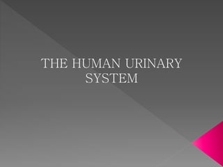 THE HUMAN URINARY
SYSTEM
 