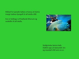 Miklarif 1000% tilbuid