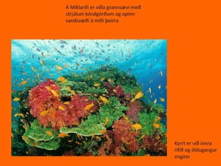 Miklarif 1000% tilbuid