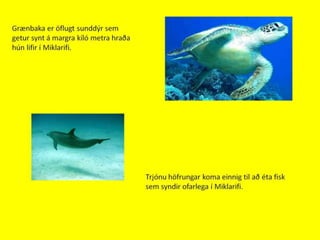 Miklarif 1000% tilbuid