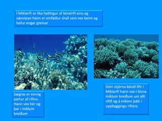 Miklarif 1000% tilbuid