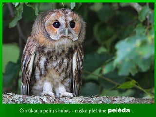Čia ūkauja pelių siaubas - miško plėšrūnė pelėda .
 