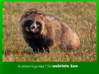 Ar pažįsti šį gyvūną ? Tai usūrinis šuo .
 