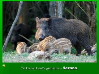 Čia kriuksi kiaulės giminaitis –Čia kriuksi kiaulės giminaitis – šernasšernas ..
 
