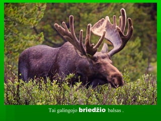 Tai galingojo briedžio balsas .
 
