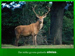 Dar miške gyvena gražuolis elnias ,
 
