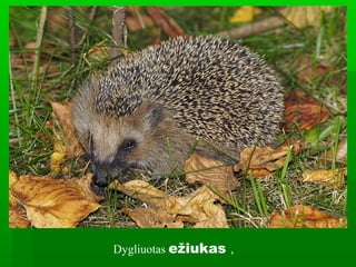 Dygliuotas ežiukas ,
 