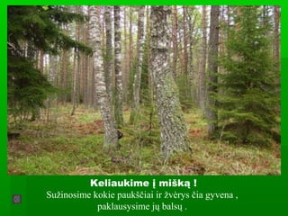 Keliaukime į mišką !
Sužinosime kokie paukščiai ir žvėrys čia gyvena ,
paklausysime jų balsų .
 