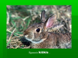 Ilgaausis kiškis .
 